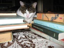 bookcat