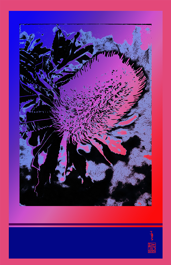 Banksias-01-pink