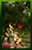 Forest-Sprites-03